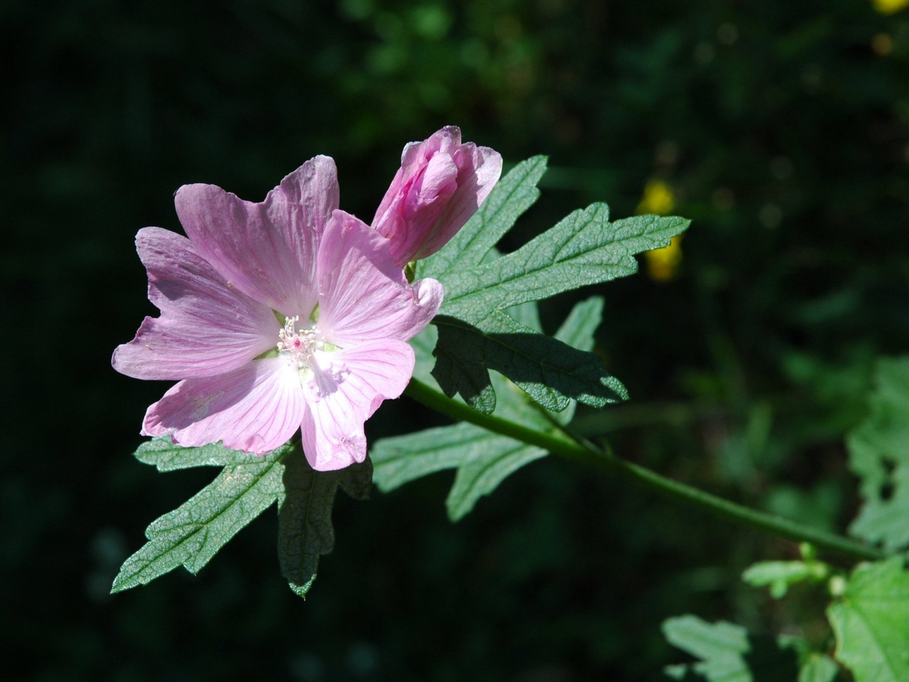 Malva alcea / Malva alcea